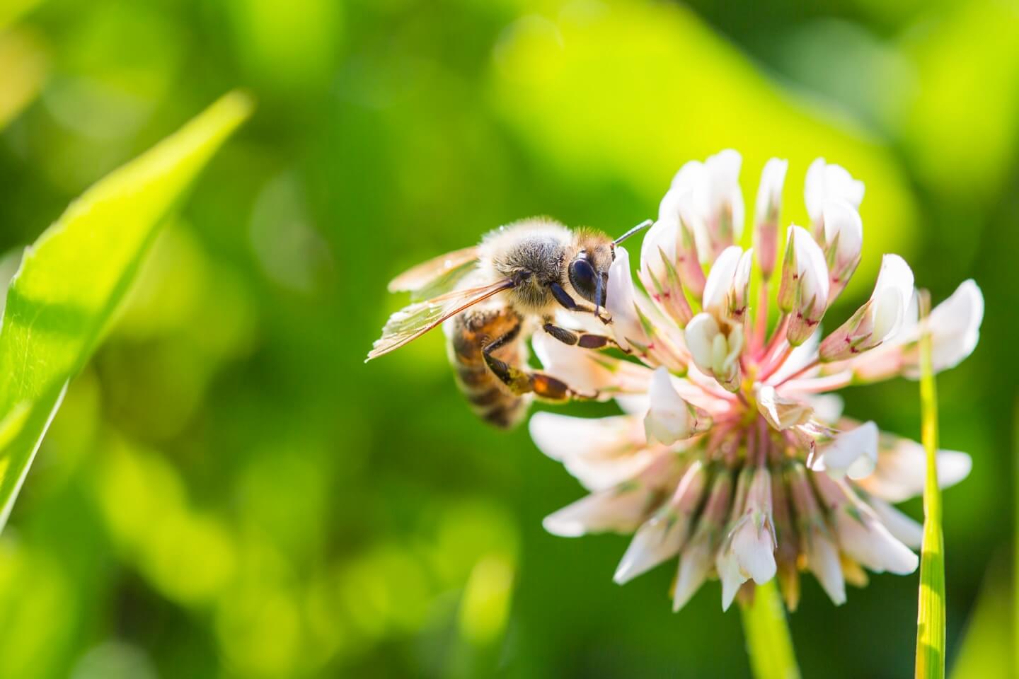 Biodiversité